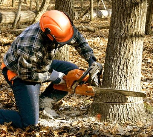 Tree Removal in Pinehurst, ID
